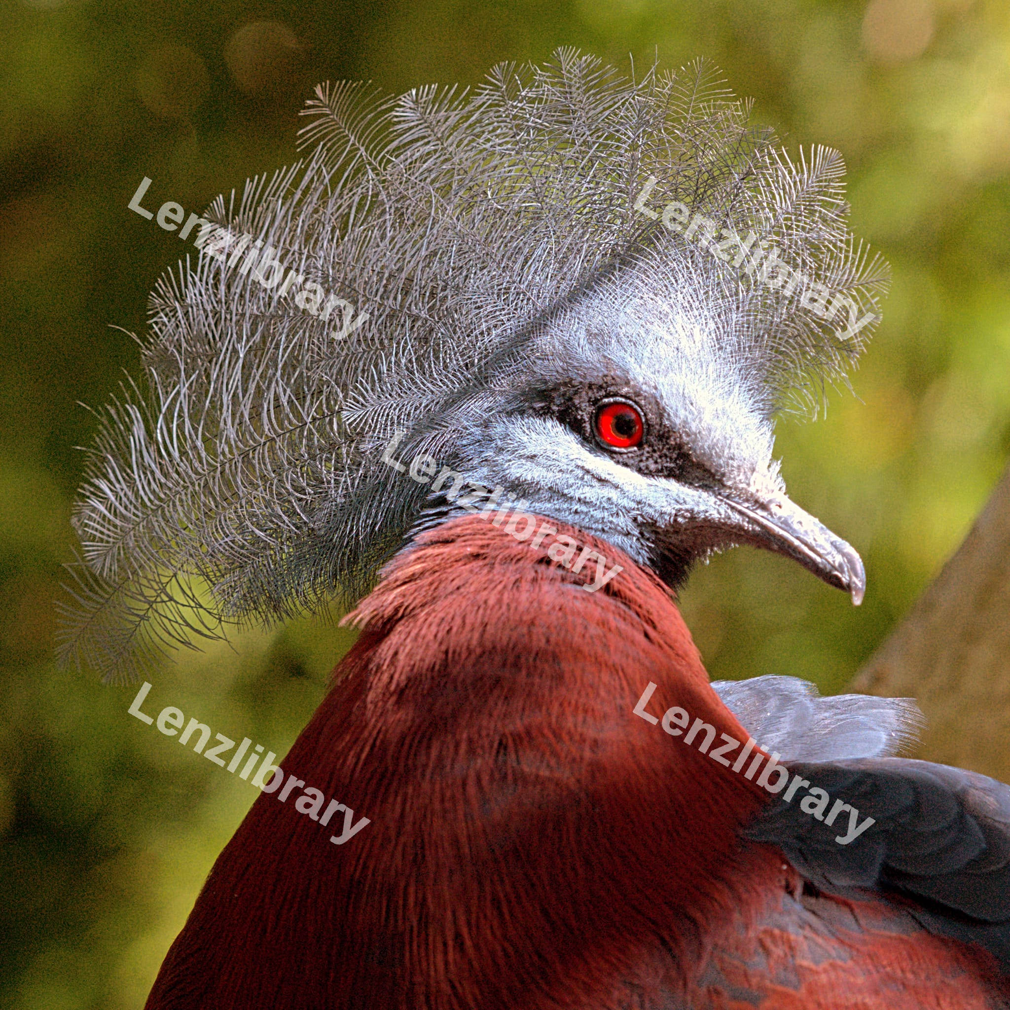Scheepmaker's crowned Pigeon
